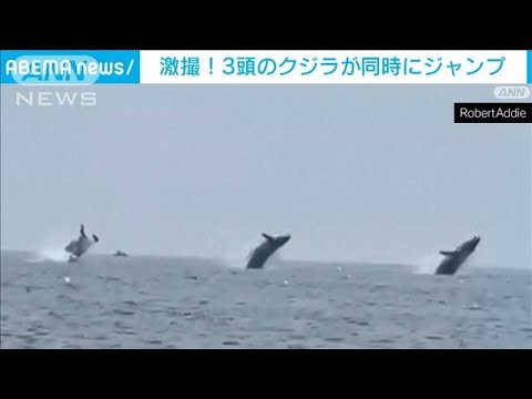 激撮！3頭のクジラが同時にジャンプ　米マサチューセッツ(2023年7月29日)