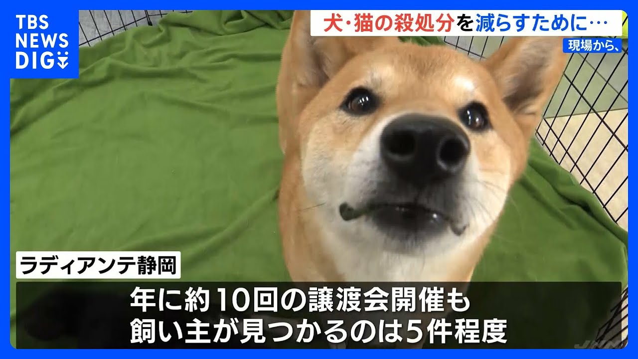 「奇跡に近い」犬・猫の殺処分が3年連続過去最少の静岡県　保護活動を担うボランティア団体の奮闘【現場から、】