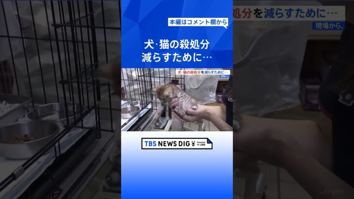 「奇跡に近い」犬・猫の殺処分が3年連続過去最少の静岡県　保護活動を担うボランティア団体の奮闘｜TBS NEWS DIG #shorts