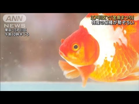 東京・江戸川区の「金魚まつり」 4年ぶりの開催　地元特産の品種が勢ぞろい(2023年7月22日)