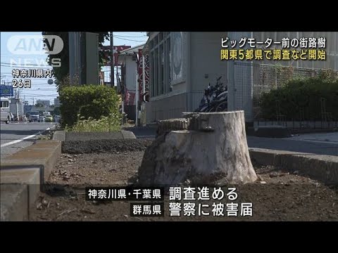 ビッグモーター店舗前で街路樹枯れる　関東5都県で調査など開始(2023年7月27日)