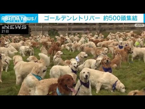 英スコットランド ゴールデンレトリバーが約500頭集結　犬種誕生155年を祝う(2023年7月21日)