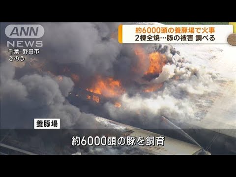 約6000頭飼育の養豚場で火事 2棟全焼 千葉・野田市(2023年7月13日)