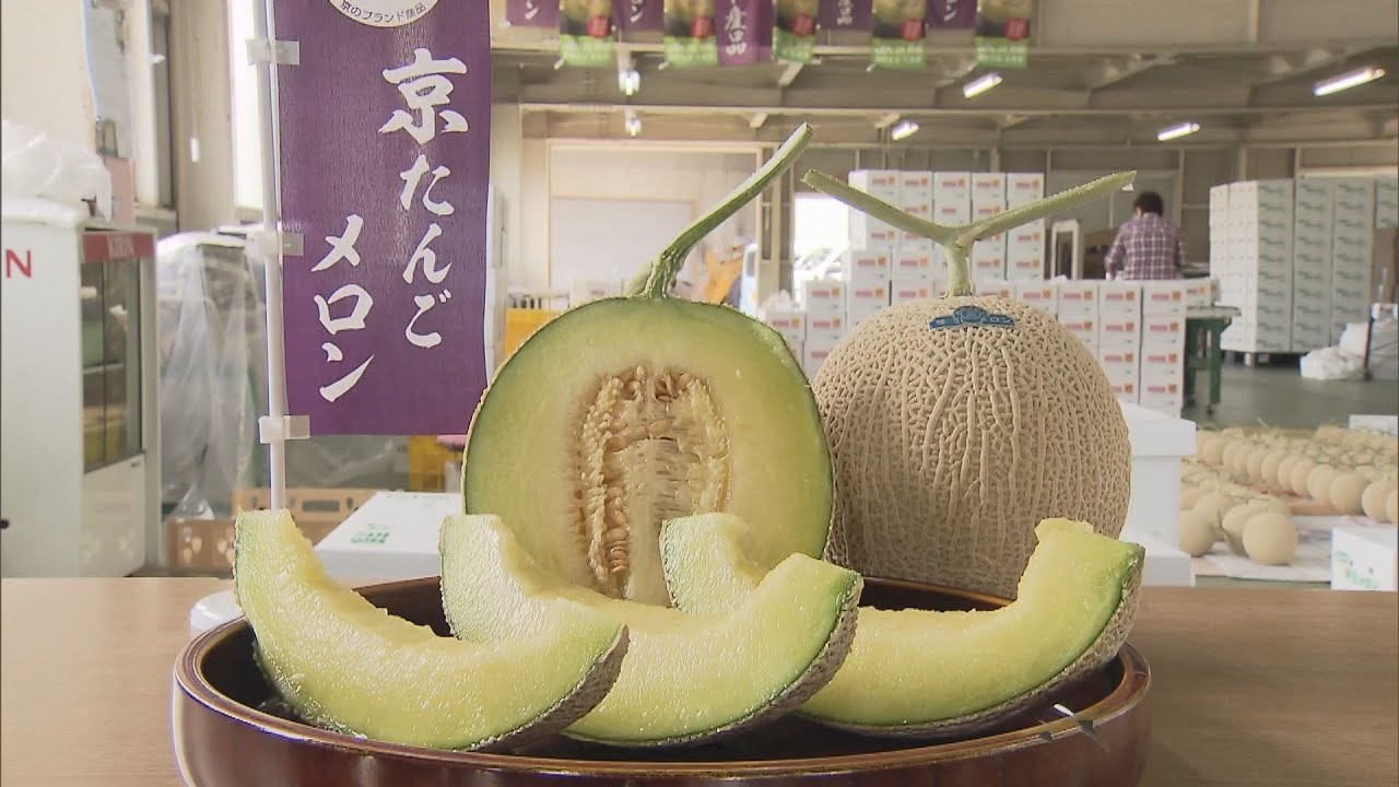 京都府京丹後市高級メロン京たんごメロン出荷始まる