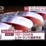 海なし県埼玉でサバを養殖さばいてみたら刺身の味は(2023年7月4日)