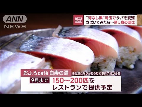 海なし県埼玉でサバを養殖さばいてみたら刺身の味は(2023年7月4日)
