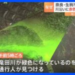 川の水が鮮やかな緑色に手すり柵に赤色の粉水をかけると緑に変色毒性は確認されず奈良生駒市TBSNEWSDIG