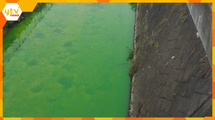 気持ち悪いというか不思議川の水が緑に変色毒性確認されず上流で赤い粉末奈良生駒市