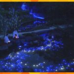 日は七夕天の川が竹林に姿を現す約個のＬＥＤ電球で兵庫西宮神社