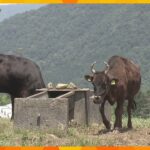 神戸ビーフの素牛但馬牛伝統的な飼育システムが世界農業遺産に認定兵庫美方地域