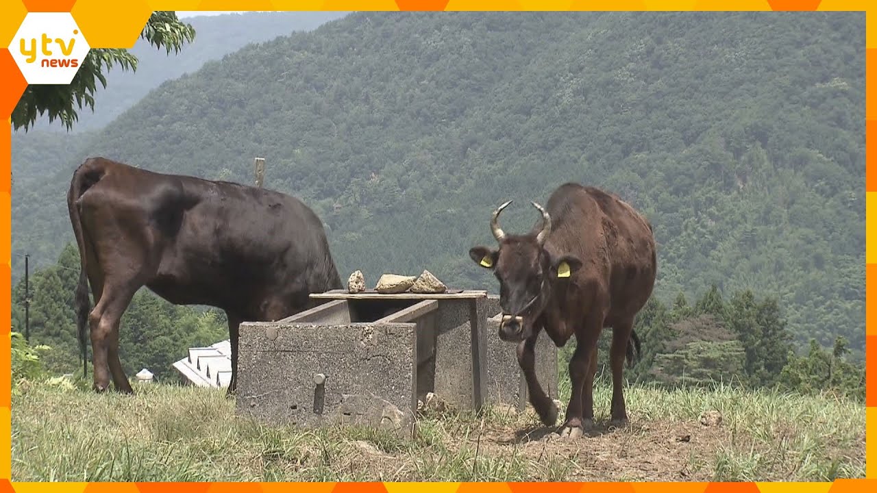 神戸ビーフの素牛但馬牛伝統的な飼育システムが世界農業遺産に認定兵庫美方地域