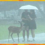 奈良のシカたちもびっくり近畿でも激しい雨風も強く荒れ模様に水曜日にかけ局地的な大雨に注意