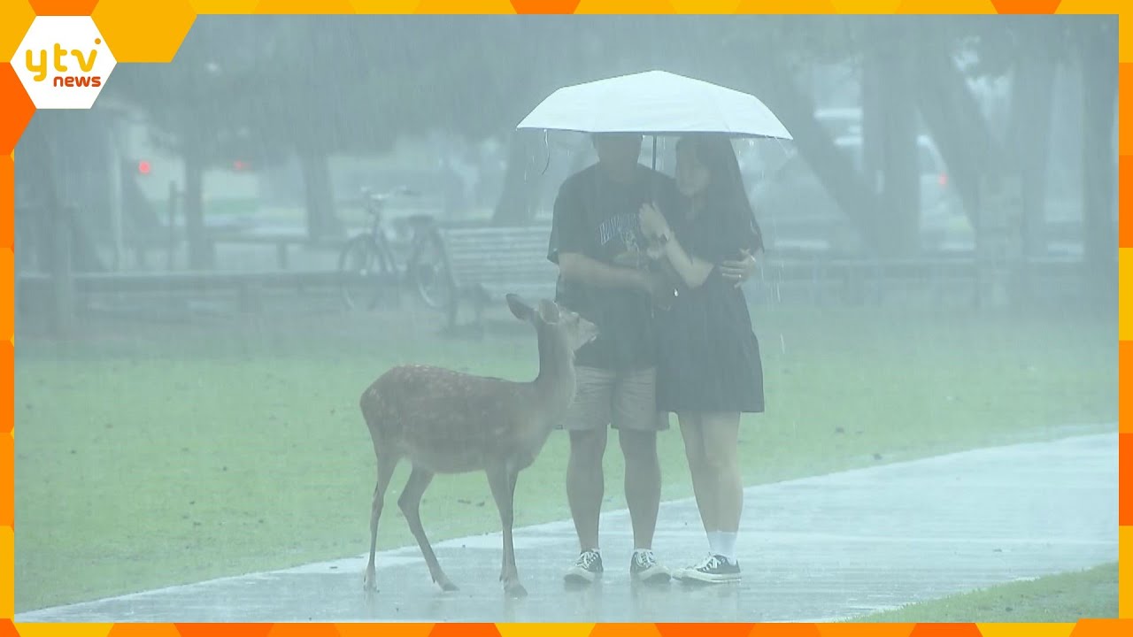 奈良のシカたちもびっくり近畿でも激しい雨風も強く荒れ模様に水曜日にかけ局地的な大雨に注意
