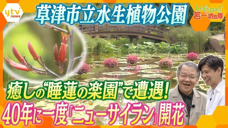 若一調査隊優れた技術で日本初の開花を実現!日本最多といわれるスイレンの花と国内でも貴重な植物の数々琵琶湖のほとりの癒しスポットを徹底調査