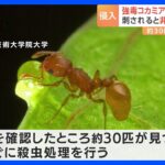強毒「コカミアリ」を国内で初確認　岡山・水島港に約30匹｜TBS NEWS DIG