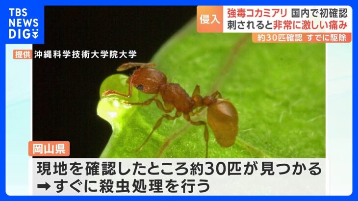 強毒「コカミアリ」を国内で初確認　岡山・水島港に約30匹｜TBS NEWS DIG