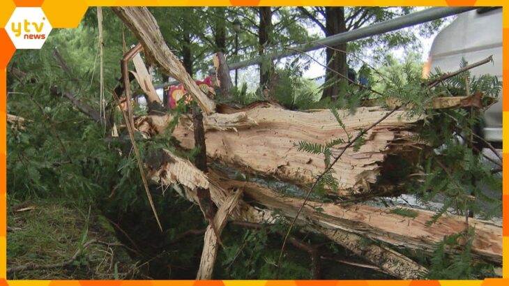 メタセコイア並木で倒木　４０ｍの木が折れ軽トラックが衝突　雷の影響で折れた可能性も　滋賀・高島市