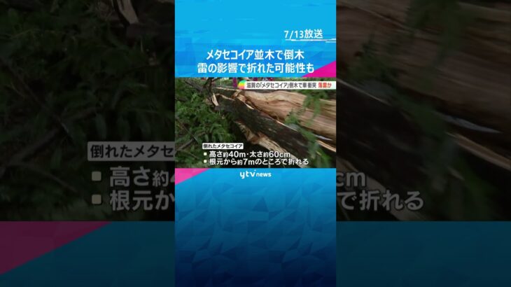 メタセコイア並木で倒木　４０ｍの木が折れ軽トラックが衝突　雷の影響で折れた可能性も#shorts #読売テレビニュース