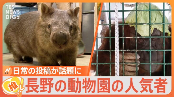 「私の推しはモモコ」アイドルのような人気ぶりの動物たち 長野市の動物園が大人気のワケは飼育員のSNS投稿にアリ【Nスタ解説】｜TBS NEWS DIG