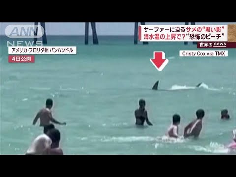 サーファーに迫るサメの“黒い影” 海水温の上昇で？“恐怖のビーチ”(2023年7月14日)
