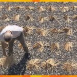扇子の「骨」の白干し作業が最盛期　円すい状に広げ、１週間ほど乾燥させる　滋賀・高島市