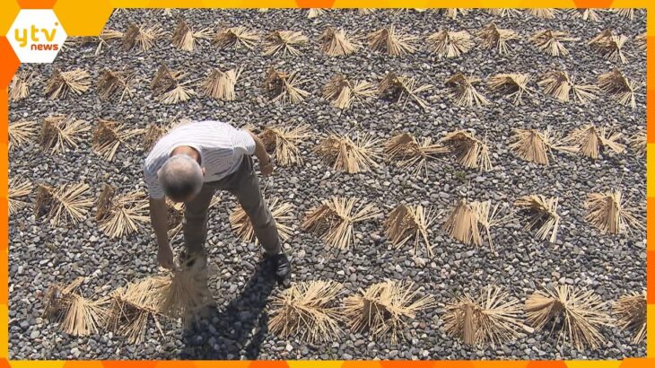 扇子の「骨」の白干し作業が最盛期　円すい状に広げ、１週間ほど乾燥させる　滋賀・高島市
