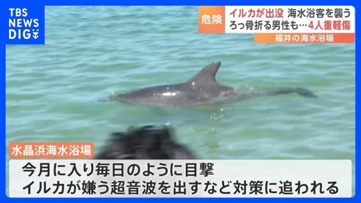 福井の海水浴場に野生のイルカ 突進され骨折する男性も　かまれるなど被害相次ぐ｜TBS NEWS DIG