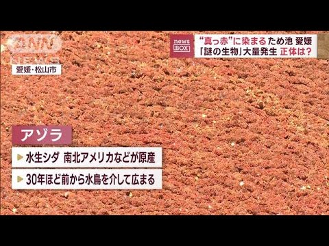 “真っ赤”に染まるため池　愛媛「謎の生物」大量発生　正体は？(2023年7月18日)