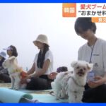 韓国　空前の愛犬ブームで専用ツアー “おまかせ料理”に鍼治療も　食文化にも影響が　世論調査では半数以上の人が「犬を食べることを止めるべき」｜TBS NEWS DIG