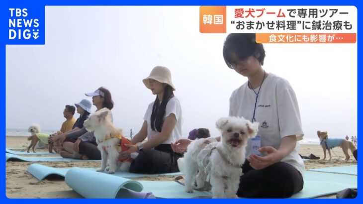韓国　空前の愛犬ブームで専用ツアー “おまかせ料理”に鍼治療も　食文化にも影響が　世論調査では半数以上の人が「犬を食べることを止めるべき」｜TBS NEWS DIG