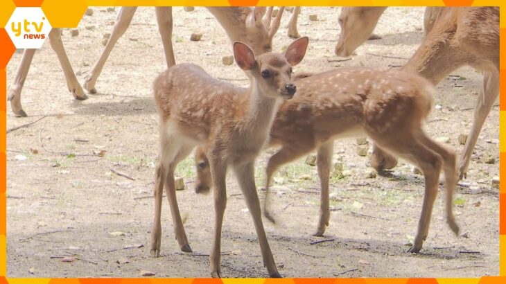 今年生まれた子鹿たちが“公園デビュー”母鹿の後ろを歩くなど６６頭が愛らしい姿見せる　奈良公園