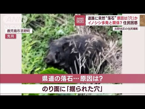 道路に突然“落石”原因は「穴」か　イノシシ多発と関係？住民困惑(2023年7月20日)