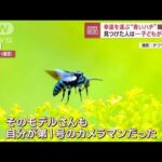 幸運を運ぶ“青いハチ”撮影成功　見つけた人は…子どもが誕生!?(2023年7月20日)