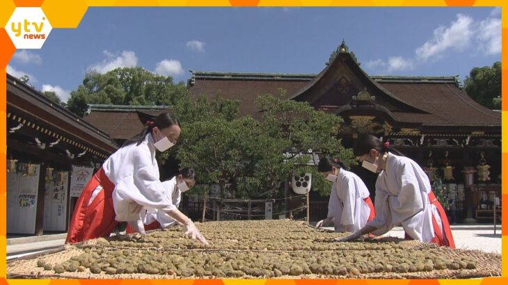 梅雨明けの恒例行事「大福梅」の土用干し　正月の縁起物として知られ年末参拝者に　京都・北野天満宮