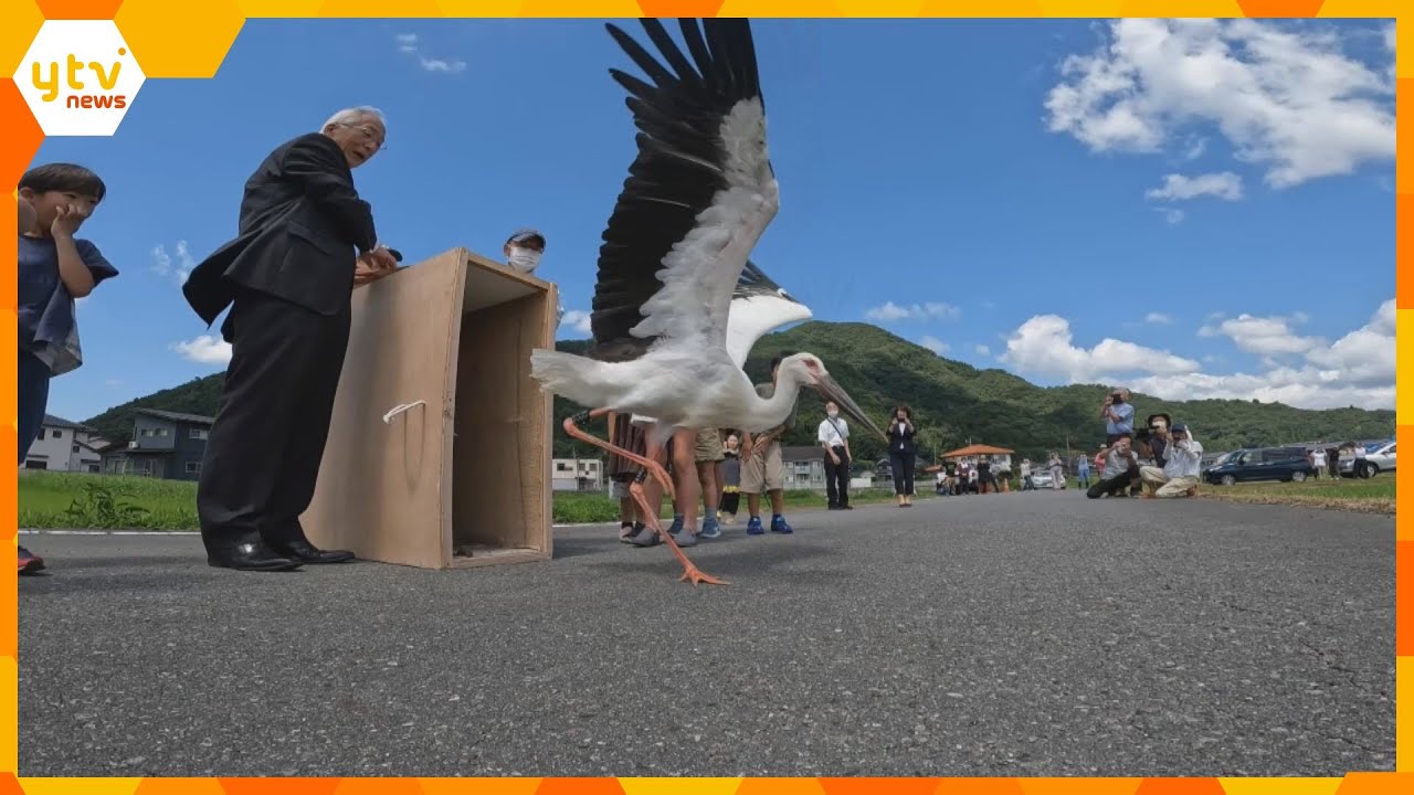 幼くして母親を亡くし保護された“コウノトリ”　子どもたちの声に押され大空に羽ばたく　兵庫・豊岡市