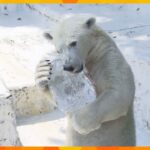 ホッキョクグマ「ホウちゃん」にリンゴ入りの大きな氷をプレゼント　大阪・天王寺動物園