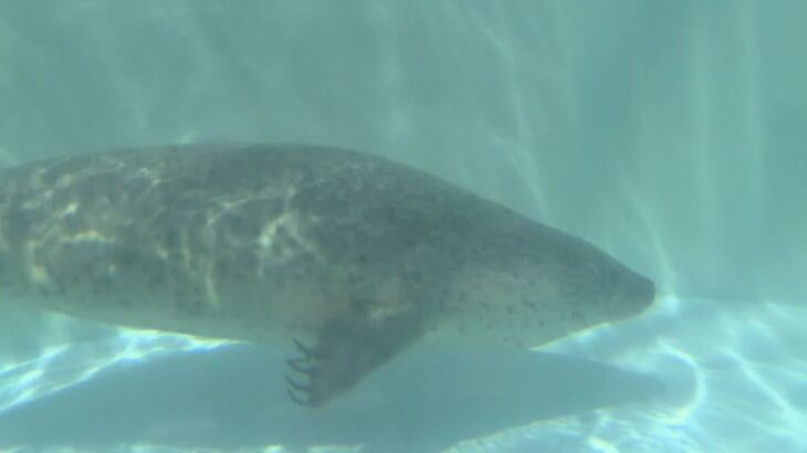 アドベンチャーワールド　ゴマフアザラシに大きな氷がプレゼント　和歌山県白浜町