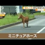 脱走したミニチュアホース　都内の車道を全力疾走【知っておきたい！】(2023年7月25日)