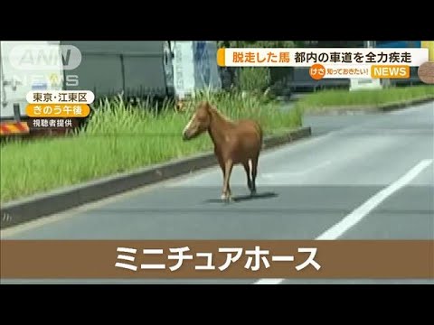 脱走したミニチュアホース　都内の車道を全力疾走【知っておきたい！】(2023年7月25日)