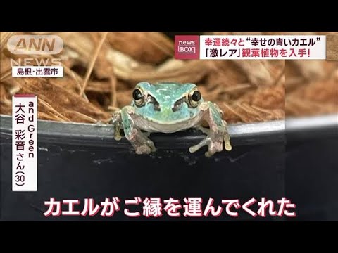 幸運続々と“幸せの青いカエル” 人気カード入手の小学生…家族にも(2023年7月25日)