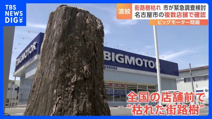 ビッグモーター店舗前の「街路樹」枯れる 名古屋の複数店舗で確認　市は緊急の「土壌調査」を検討｜TBS NEWS DIG