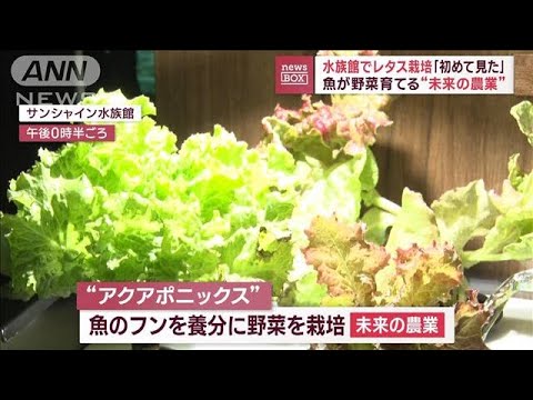 「初めて見た」水族館でレタス栽培　魚が野菜育てる“未来の農業”(2023年7月26日)