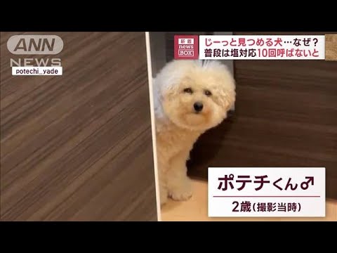 「ジーッ」　飼い主さん困惑　塩対応ワンちゃんの訴え方とは…(2023年7月26日)