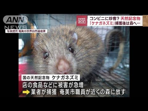 天然記念物「ケナガネズミ」コンビニに　捕獲後は森へ…(2023年7月27日)