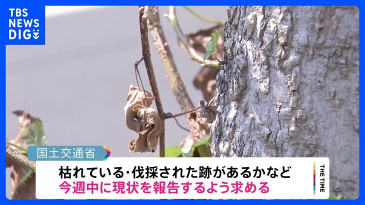 ビッグモーター街路樹問題　国交省が国道沿いの店舗調査を指示｜TBS NEWS DIG