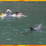 クジラと一緒に泳げる海水浴場にぎわう　人懐っこい性格でスイスイと泳ぎ回る　和歌山・太地町