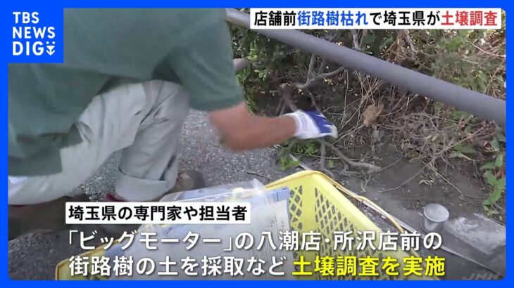 ビッグモーター街路樹問題　埼玉県が除草剤含まれていないか土壌調査　神奈川では店のヒアリング開始｜TBS NEWS DIG
