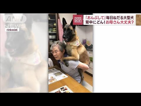 背中にどん！「おんぶして」毎日ねだる大型犬　お母さん大丈夫？(2023年7月28日)