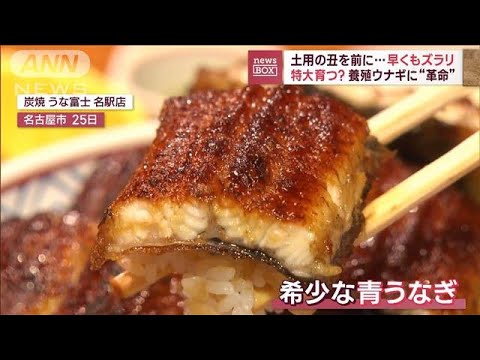 土用の丑を前に…早くもズラリ　特大育つ？養殖ウナギに“革命”(2023年7月28日)