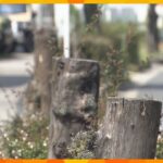 ビッグモーター店舗前“街路樹の不自然な枯れ”関西で少なくとも７店舗　吉村知事「厳格・厳正に対応」
